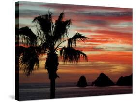 Sunset Palm with Rock Formation, Los Arcos in the Distance, Cabo San Lucas, Baja California, Mexico-Cindy Miller Hopkins-Stretched Canvas