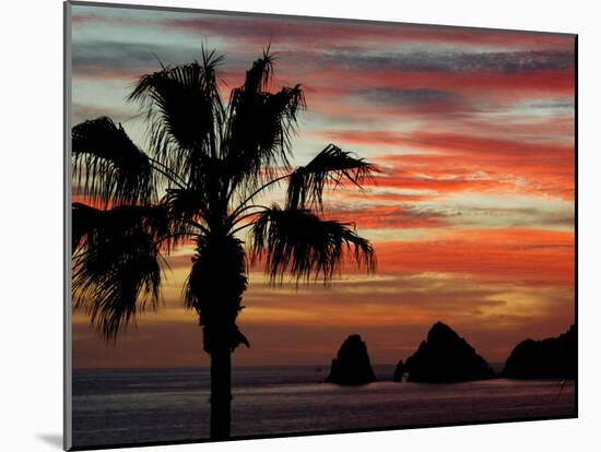 Sunset Palm with Rock Formation, Los Arcos in the Distance, Cabo San Lucas, Baja California, Mexico-Cindy Miller Hopkins-Mounted Premium Photographic Print