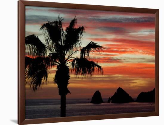 Sunset Palm with Rock Formation, Los Arcos in the Distance, Cabo San Lucas, Baja California, Mexico-Cindy Miller Hopkins-Framed Photographic Print