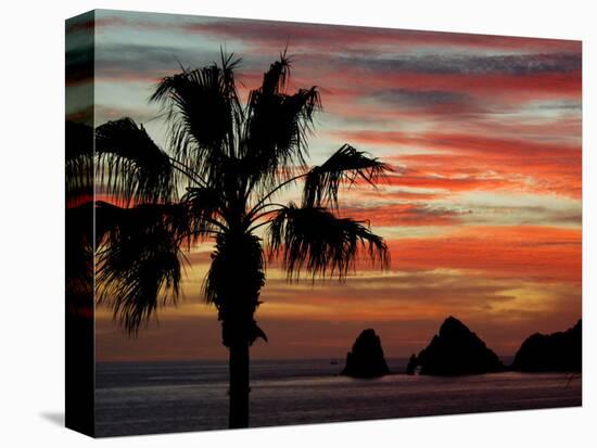 Sunset Palm with Rock Formation, Los Arcos in the Distance, Cabo San Lucas, Baja California, Mexico-Cindy Miller Hopkins-Stretched Canvas