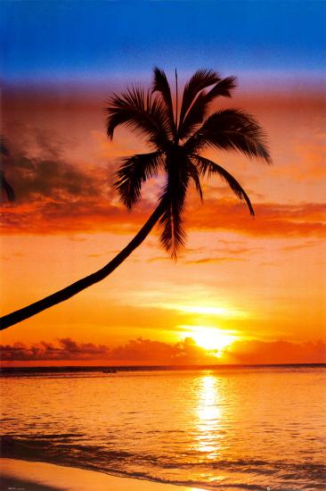 Sunset Palm-null-Lamina Framed Poster