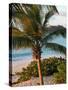 Sunset Palms I-Susan Bryant-Stretched Canvas
