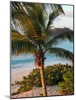 Sunset Palms I-Susan Bryant-Mounted Photographic Print