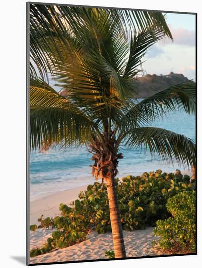 Sunset Palms I-Susan Bryant-Mounted Photographic Print