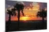 Sunset Palms I-Alex Williams-Mounted Photo