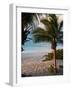 Sunset Palms II-Susan Bryant-Framed Photographic Print