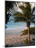 Sunset Palms II-Susan Bryant-Mounted Photographic Print