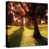 Sunset Park in Essex-null-Stretched Canvas