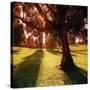 Sunset Park in Essex-null-Stretched Canvas