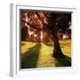 Sunset Park in Essex-null-Framed Photographic Print