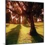Sunset Park in Essex-null-Mounted Photographic Print
