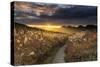 Sunset Pathway-Tom Mackie-Stretched Canvas