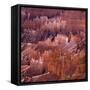 Sunset Point, Bryce Canyon, Utah, USA-Paul C. Pet-Framed Stretched Canvas
