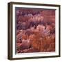 Sunset Point, Bryce Canyon, Utah, USA-Paul C. Pet-Framed Photographic Print