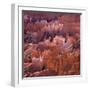 Sunset Point, Bryce Canyon, Utah, USA-Paul C. Pet-Framed Photographic Print