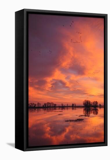 Sunset Reflections at Merced Wildlife Refuge-Vincent James-Framed Stretched Canvas