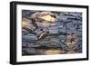 Sunset Reflections over Rice Fields in Yuanyang, China-John Crux-Framed Photographic Print