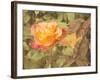 Sunset Rose-George Johnson-Framed Photographic Print