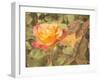 Sunset Rose-George Johnson-Framed Photographic Print