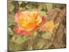 Sunset Rose-George Johnson-Mounted Photographic Print