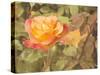 Sunset Rose-George Johnson-Stretched Canvas