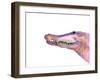 Sunset Safari IV-Alicia Ludwig-Framed Art Print