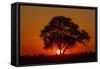 Sunset, Savuti Marsh, Chobe National Park, Botswana-Paul Souders-Framed Stretched Canvas