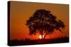 Sunset, Savuti Marsh, Chobe National Park, Botswana-Paul Souders-Stretched Canvas