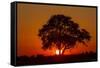 Sunset, Savuti Marsh, Chobe National Park, Botswana-Paul Souders-Framed Stretched Canvas