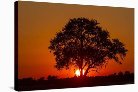 Sunset, Savuti Marsh, Chobe National Park, Botswana-Paul Souders-Stretched Canvas