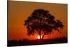 Sunset, Savuti Marsh, Chobe National Park, Botswana-Paul Souders-Stretched Canvas