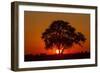 Sunset, Savuti Marsh, Chobe National Park, Botswana-Paul Souders-Framed Photographic Print