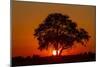 Sunset, Savuti Marsh, Chobe National Park, Botswana-Paul Souders-Mounted Photographic Print