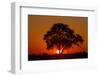 Sunset, Savuti Marsh, Chobe National Park, Botswana-Paul Souders-Framed Photographic Print