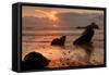 Sunset Seascape at Pfieffer Beach, Big Sur-Vincent James-Framed Stretched Canvas