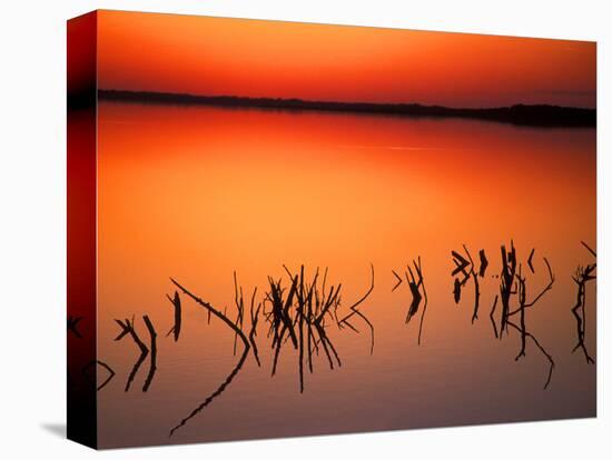Sunset Silhouettes of Dead Tree Branches Through Water on Lake Apopka, Florida, USA-Arthur Morris-Stretched Canvas
