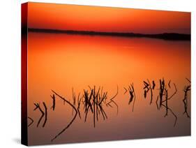 Sunset Silhouettes of Dead Tree Branches Through Water on Lake Apopka, Florida, USA-Arthur Morris-Stretched Canvas