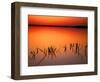 Sunset Silhouettes of Dead Tree Branches Through Water on Lake Apopka, Florida, USA-Arthur Morris-Framed Photographic Print