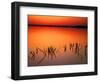 Sunset Silhouettes of Dead Tree Branches Through Water on Lake Apopka, Florida, USA-Arthur Morris-Framed Photographic Print