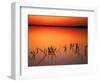 Sunset Silhouettes of Dead Tree Branches Through Water on Lake Apopka, Florida, USA-Arthur Morris-Framed Photographic Print