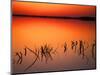 Sunset Silhouettes of Dead Tree Branches Through Water on Lake Apopka, Florida, USA-Arthur Morris-Mounted Photographic Print