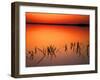 Sunset Silhouettes of Dead Tree Branches Through Water on Lake Apopka, Florida, USA-Arthur Morris-Framed Photographic Print