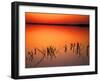 Sunset Silhouettes of Dead Tree Branches Through Water on Lake Apopka, Florida, USA-Arthur Morris-Framed Photographic Print