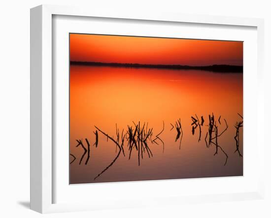 Sunset Silhouettes of Dead Tree Branches Through Water on Lake Apopka, Florida, USA-Arthur Morris-Framed Photographic Print