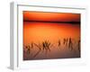 Sunset Silhouettes of Dead Tree Branches Through Water on Lake Apopka, Florida, USA-Arthur Morris-Framed Photographic Print