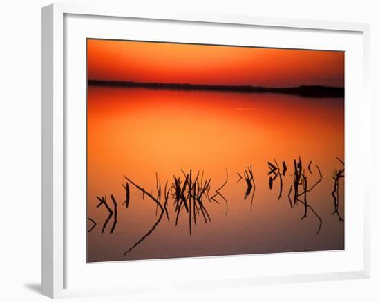 Sunset Silhouettes of Dead Tree Branches Through Water on Lake Apopka, Florida, USA-Arthur Morris-Framed Photographic Print