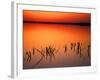 Sunset Silhouettes of Dead Tree Branches Through Water on Lake Apopka, Florida, USA-Arthur Morris-Framed Photographic Print