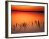 Sunset Silhouettes of Dead Tree Branches Through Water on Lake Apopka, Florida, USA-Arthur Morris-Framed Photographic Print