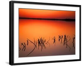 Sunset Silhouettes of Dead Tree Branches Through Water on Lake Apopka, Florida, USA-Arthur Morris-Framed Photographic Print