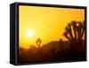 Sunset Silhouetting Joshua Trees, Joshua Tree National Park, California, USA-Rob Tilley-Framed Stretched Canvas